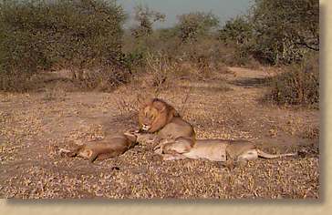 Lions at rest